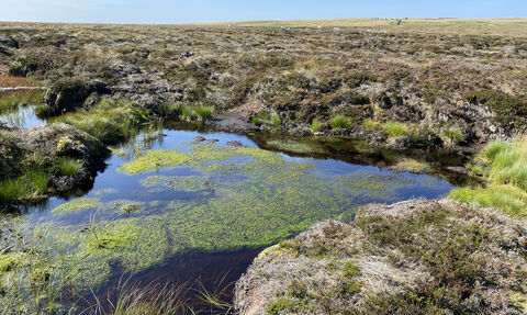 home-yorkshire-peat-partnership